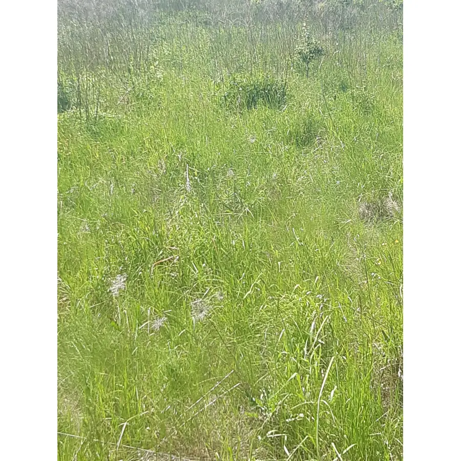 mazowieckie, piaseczyński, Piaseczno, Złotokłos, Działka budowlana w Złotokłosie