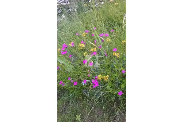 piaseczyński, Piaseczno, Baszkówka, pozwolenie na budowę 16 lokali w Baszkówce, s-7